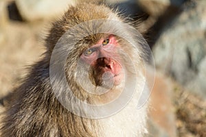 Japanese Monkey