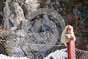 Japanese monkey sitting on the pole