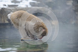 japanese monkey in winter