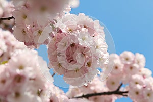 Japanese morello flowers photo