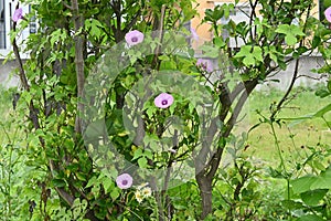 Japanese morning glory flowers.