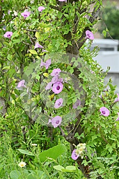 Japanese morning glory flowers.