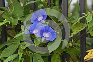 Japanese morning glory flowers.