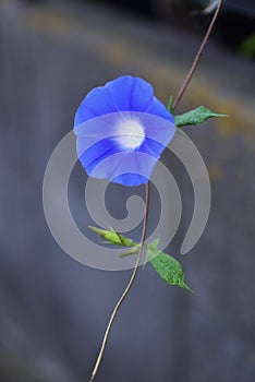 Japanese morning glory flowers.