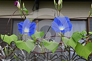 Japanese morning glory flowers.