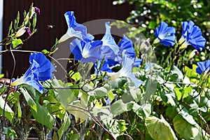 Japanese morning glory flowers.