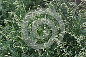 Japanese mugwort flowers.