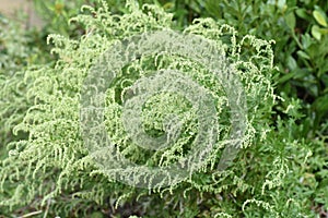 Japanese mugwort flowers photo