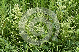 Japanese mugwort flowers photo