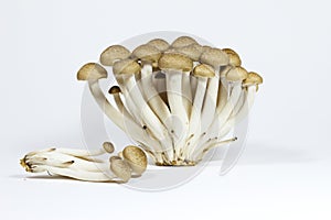 Japanese Mushrooom