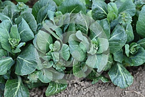 Japanese mustard spinach Komatsuna cultivation.