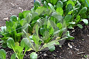 Japanese mustard spinach ( Komatsuna ) cultivation.