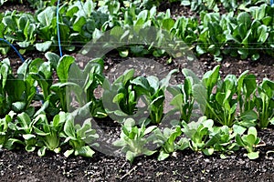 Japanese mustard spinach ( Komatsuna ) cultivation.