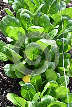 Japanese mustard spinach ( Komatsuna ) cultivation.