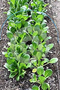 Japanese mustard spinach ( Komatsuna ) cultivation.