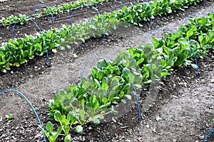 Japanese mustard spinach ( Komatsuna ) cultivation.