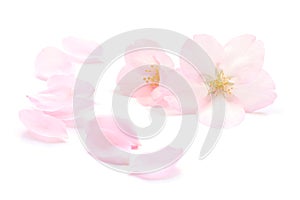 Japanese natural pink cherry blossom, flower petals isolated on white background, spring photography