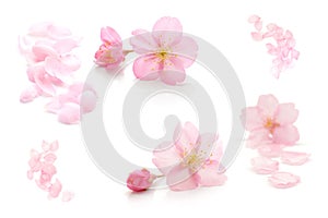 Japanese natural pink cherry blossom isolated, flower petals, white background, spring abstract photography