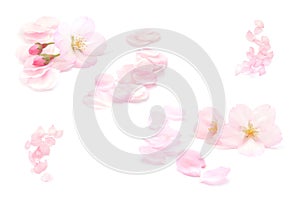Japanese natural pink cherry blossom isolated, flower petals, white background, spring abstract photography