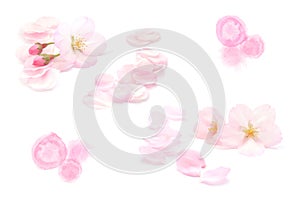 Japanese natural pink cherry blossom isolated, water splash, flower petals, white background, spring abstract