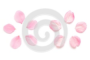 Japanese pink cherry blossom petal isolated on white background photo