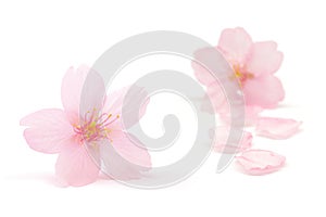 Japanese pink cherry blossom and petals isolated on white background