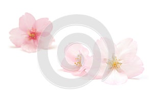 Japanese natural pink cherry blossom and petals isolated on white background, spring abstract photography