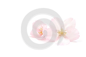 Japanese natural pink cherry blossom and petals isolated on white background, spring abstract photography