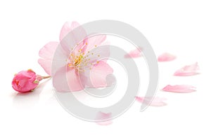 Japanese natural pink cherry blossom and petals isolated on white background, spring photography