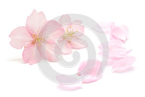 Japanese natural pink cherry blossom and petals isolated on white background, spring photography
