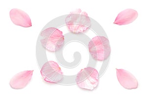 Japanese natural pink cherry blossom petals isolated on white background, spring photography