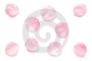 Japanese natural pink cherry blossom petals isolated on white background, spring photography