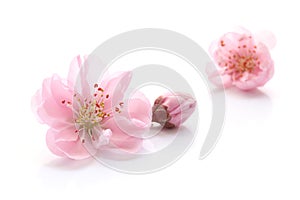 Japanese natural pink peach blossom and petals isolated on white background, spring photography