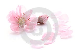 Japanese natural pink peach blossom and petals isolated on white background, spring photography