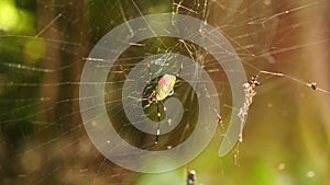 Japanese Nephila Clavata Joro Spider on Web in Forest of Nara