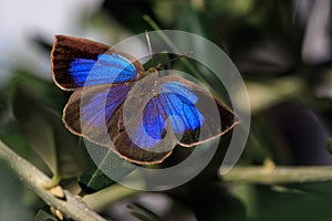 A Japanese Oakblue butterfly standing on a leaf in a Kyoto garden