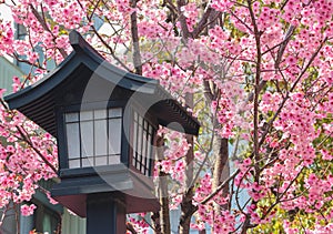 Japanese old wood lantern with pink cherry blossom sakura background.