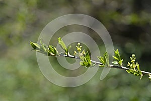 Japanese orixa