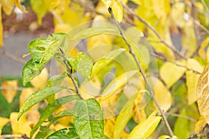 Japanese orixa or Orixa Japonica plant in Saint Gallen in Switzerland