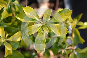 Japanese pachysandra