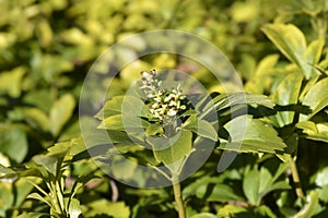 Japanese pachysandra