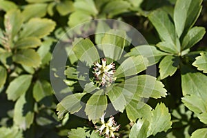 Japanese pachysandra