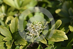 Japanese pachysandra