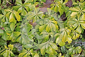 Japanese pachysandra