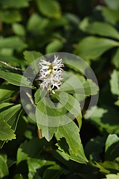 Japanese pachysandra