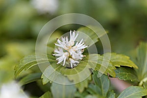 Japanese pachysandra Pachysandra terminalis