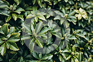 Japanese pachysandra or Pachysandra terminalis. Beautiful nature Green plant background.