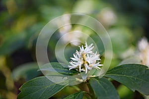 Japanese Pachysandra terminalis, plant with white flowers photo