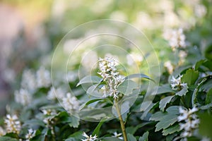 Japanese Pachysandra terminalis, plants with white flowers