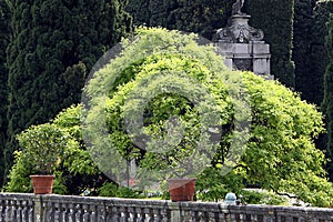 Japanese pagoda tree of the Flaviramea variety photo